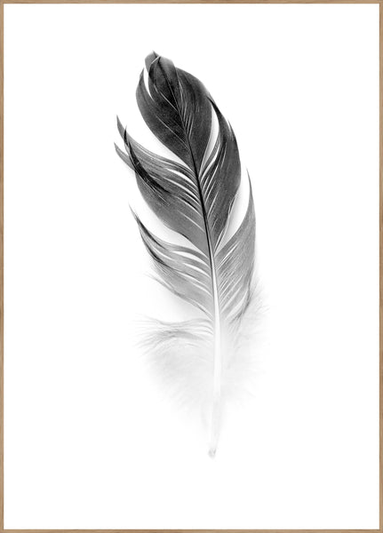 Soft Feather | Poster board