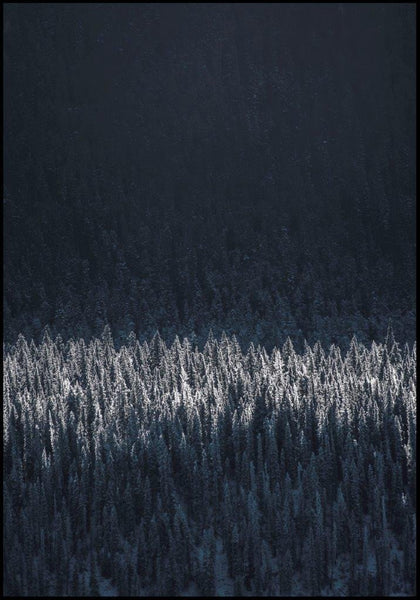 Black Pines | Poster