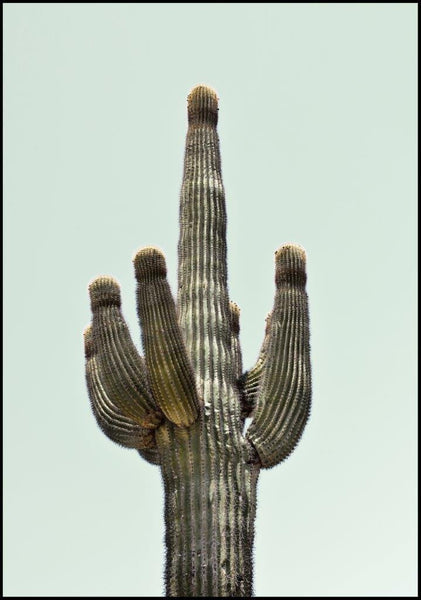 Saguaro | Poster board