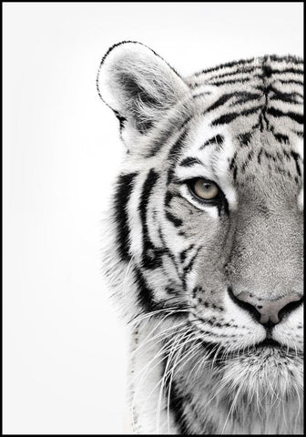 White Tiger | Poster board