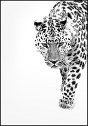 White Leopard | Poster board