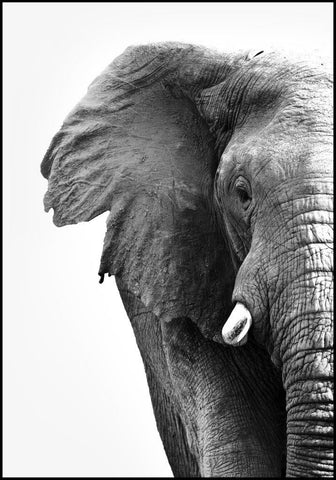 Witte olifant | Poster