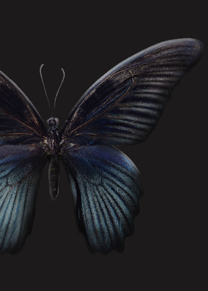 Black Butterfly | POSTER BOARD