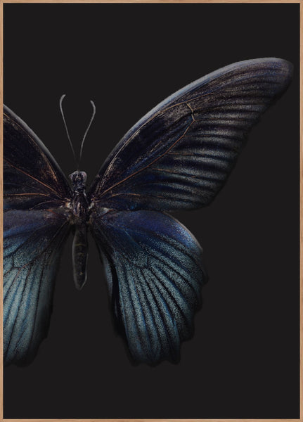 Black Butterfly | POSTER BOARD