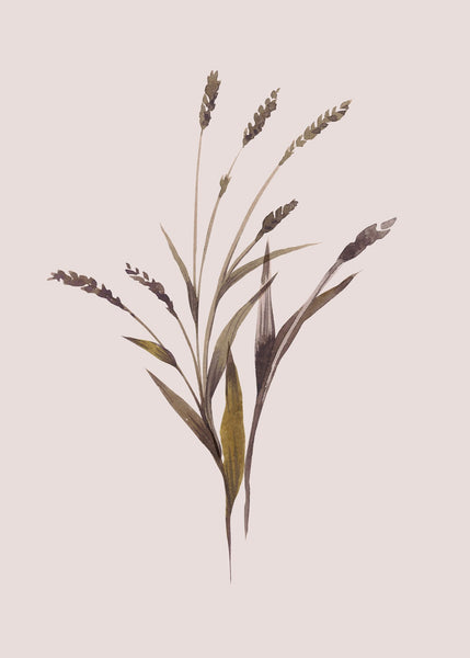 Wheat | Poster board