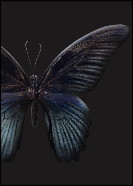 Black Butterfly | POSTER BOARD