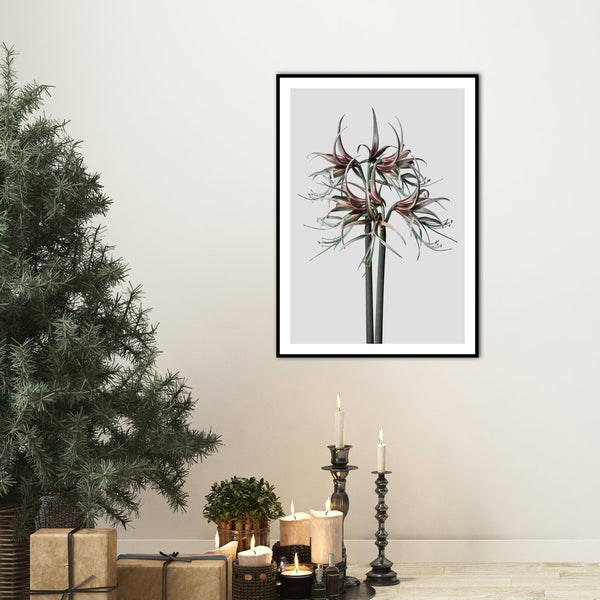 Amaryllis | PLAKAT