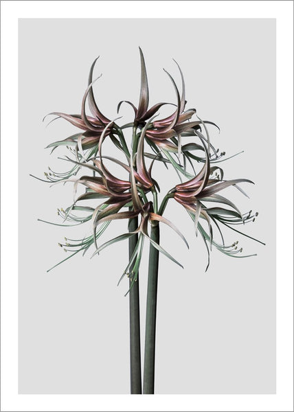 Amaryllis | Poster