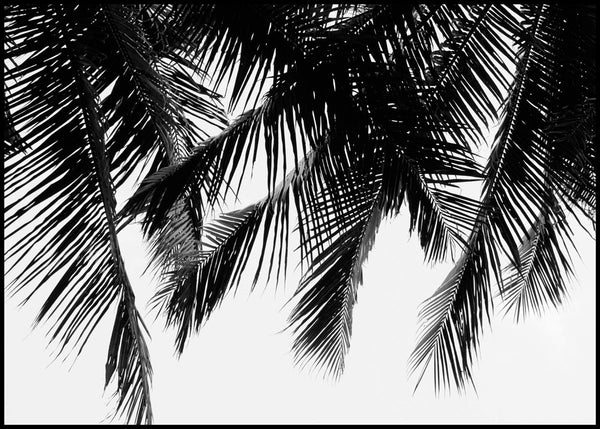 Black Palms | POSTER BOARD