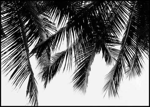 Black Palms | Poster board