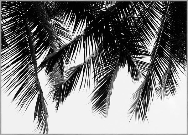 Black Palms | Poster board