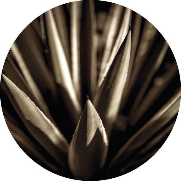 Agave guld | Circle Art