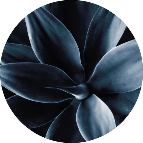 Dark Plant 1 | Circle Art