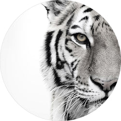 Witte tijger | Circle Art