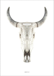 Cow Skull | POSTER