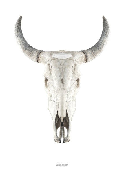 Cow skull | POSTER BOARD