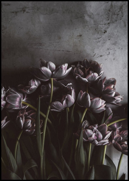 Dark Tulips | Poster board