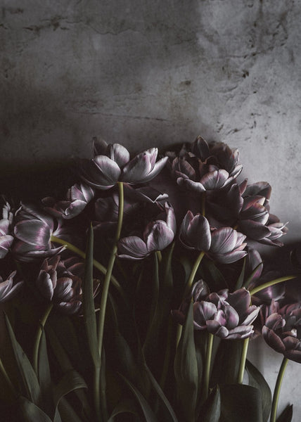 Dark Tulips | Poster