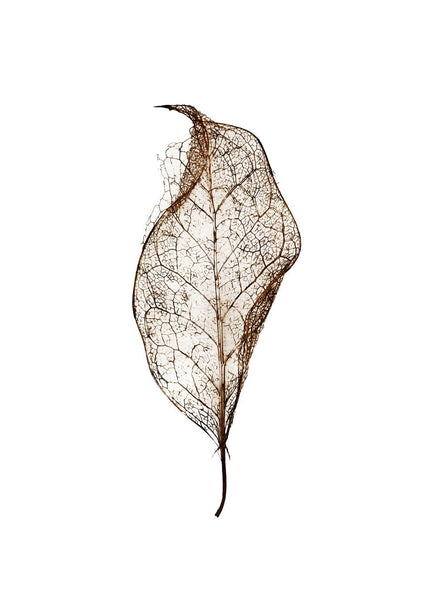 Leaf | POSTER BOARD