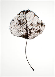 Leaf rustic | POSTER