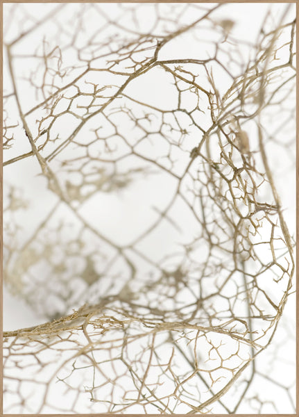 Leaf Skeleton | Poster board