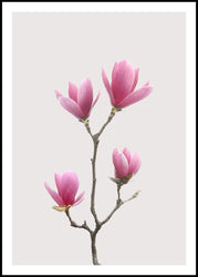 Magnolia 1 | Plakatbræt