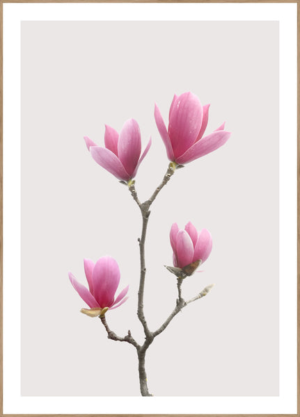 Magnolia 1 | Plakatbræt