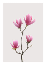 Magnolia 1 | PLAKAT