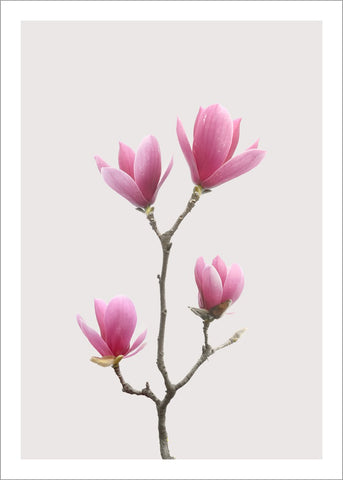 Magnolia 1 | PLAKAT