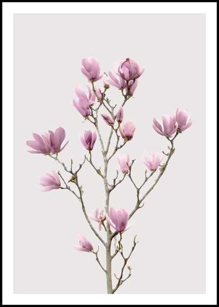 Magnolia 2 | Plakatbræt