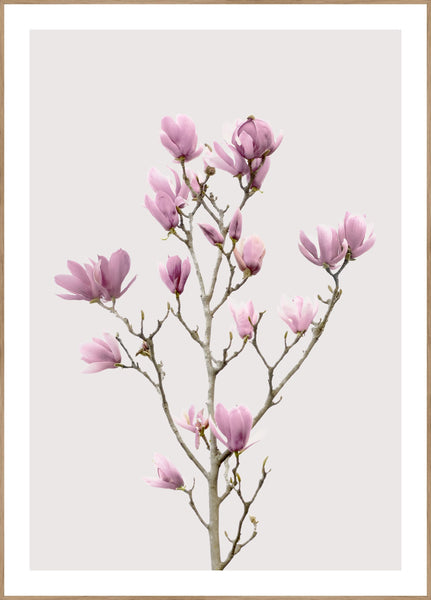 Magnolia 2 | Plakatbræt