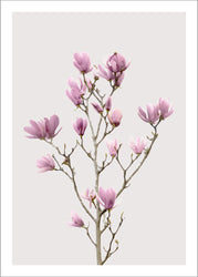 Magnolia 2 | PLAKAT