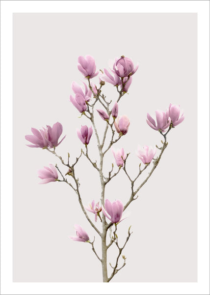 Magnolia 2 | POSTER