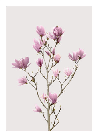 Magnolia 2 | PLAKAT