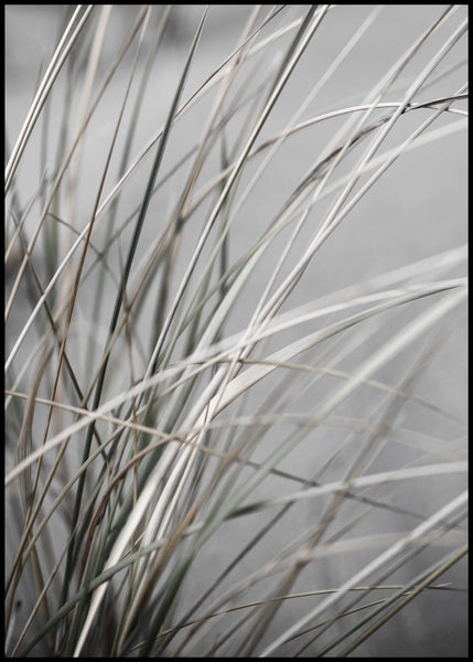 Mellow Grasses 1 | Poster board