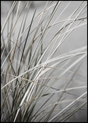 Mellow Grasses 1 | Poster board