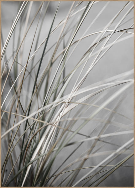 Mellow Grasses 1 | POSTER BOARD