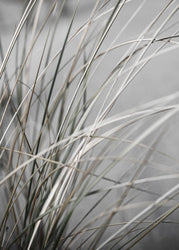 Mellow Grasses 1 | POSTER