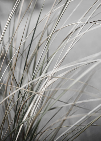 Mellow Grasses 1 | Poster