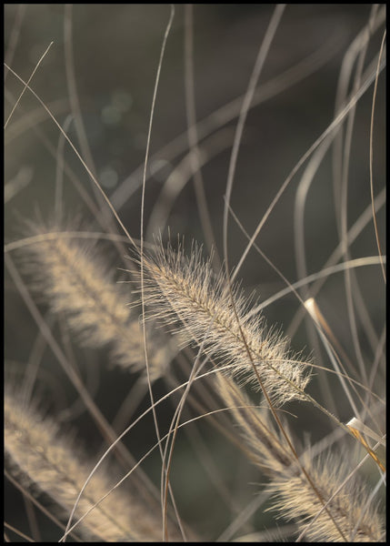 Mellow Grasses 2 | Poster board