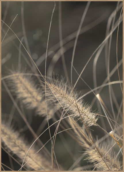 Mellow Grasses 2 | Poster board