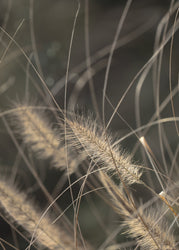 Mellow Grasses 2 | Poster