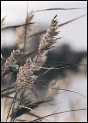 Mellow Grasses 3 | Poster board