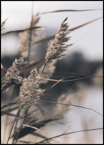 Mellow Grasses 3 | Poster board