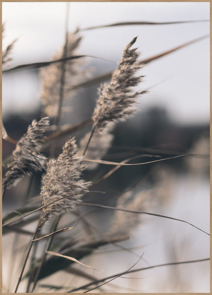 Mellow Grasses 3 | Poster board