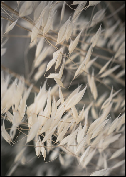 Mellow Grasses 4 | POSTER BOARD