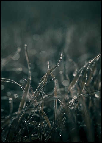 Mellow Grasses 5 | Poster board