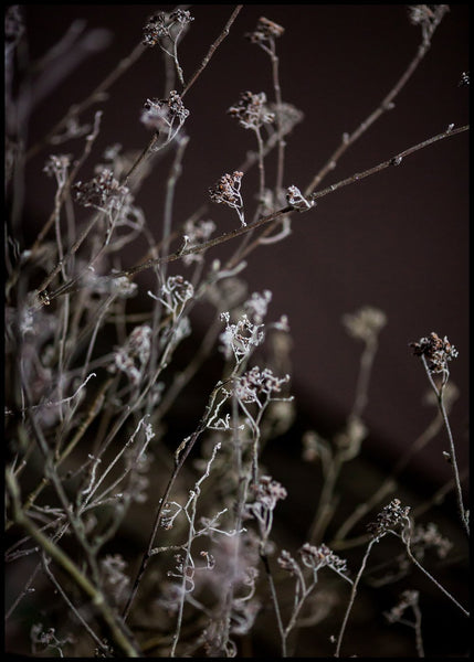 Mellow Grasses 6 | POSTER BOARD