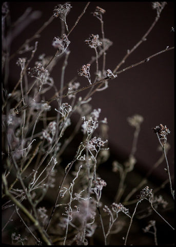 Mellow Grasses 6 | Poster board