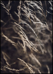 Mellow Grasses 7 | Poster board